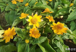 草草草在线视频,揭秘网络短视频的魅力与挑战